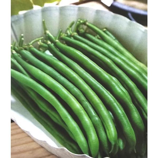 インゲン種 恋みどり 45ml 栽培用 種子 つるなしいんげん 隠元豆 Ta Ing 041 光延農園 通販 Yahoo ショッピング