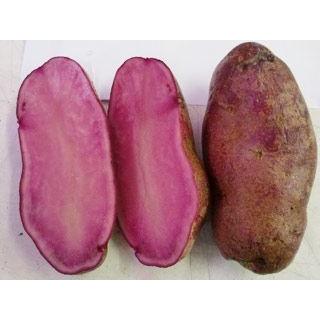 在庫大放出中 ノーザンルビー じゃがいも種芋 10kg サイズ混合 春ジャガイモ 馬鈴薯 ばれいしょ 栽培用 Kimayamedicalsolutions Com