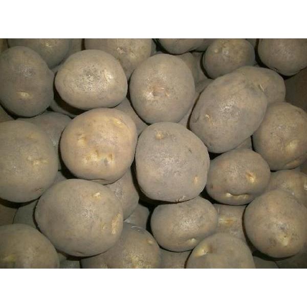 【送料無料】キタアカリ　じゃがいも種芋　（60kg）サイズ混合 [種芋 春ジャガイモ 春じゃが芋 馬鈴薯 ばれいしょ 栽培用]