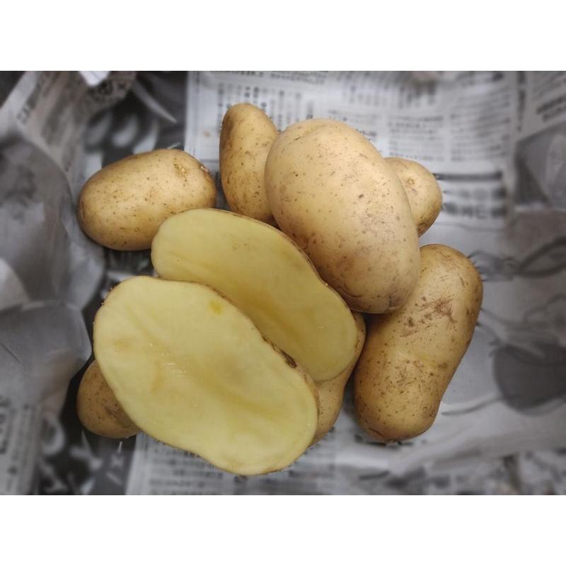 値引販売中 シンシア じゃがいも種芋 10kg サイズ混合 春ジャガイモ種芋 春じゃが芋種芋 馬鈴薯種芋 ばれいしょ種芋 栽培用 Olhodaguadocasado Al Gov Br