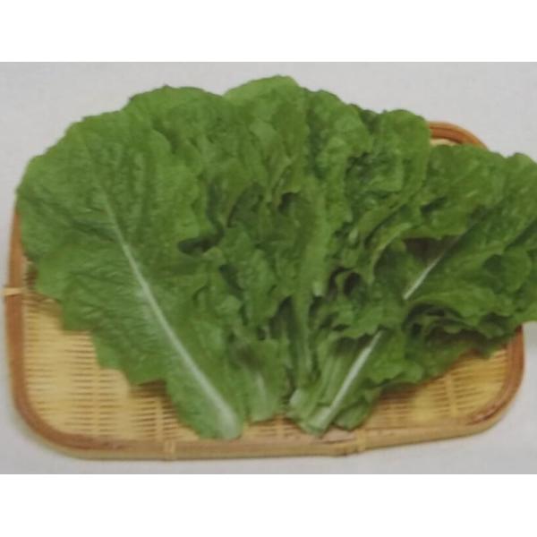 リーフレタス種 チマ サンチュ 小袋 栽培用 種子 チシャ 苣 リーフレタス サカタ Ta Le 065 光延農園 通販 Yahoo ショッピング