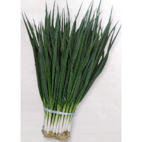 ネギ種 九条太 1dl 栽培用 種子 ねぎ 葱 生産者向け タキイ Ta Neg 015 B 光延農園 通販 Yahoo ショッピング