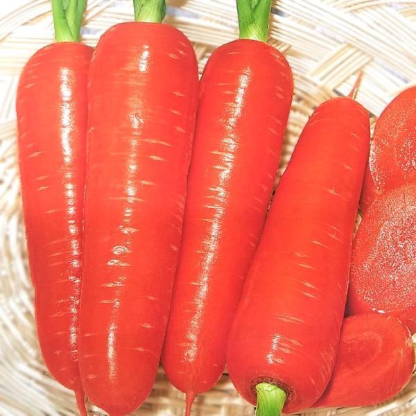 ニンジン種 F1 アロマレッド 10ml 栽培用 種子 にんじん 人参 トーホク Ta Ni 036 光延農園 通販 Yahoo ショッピング