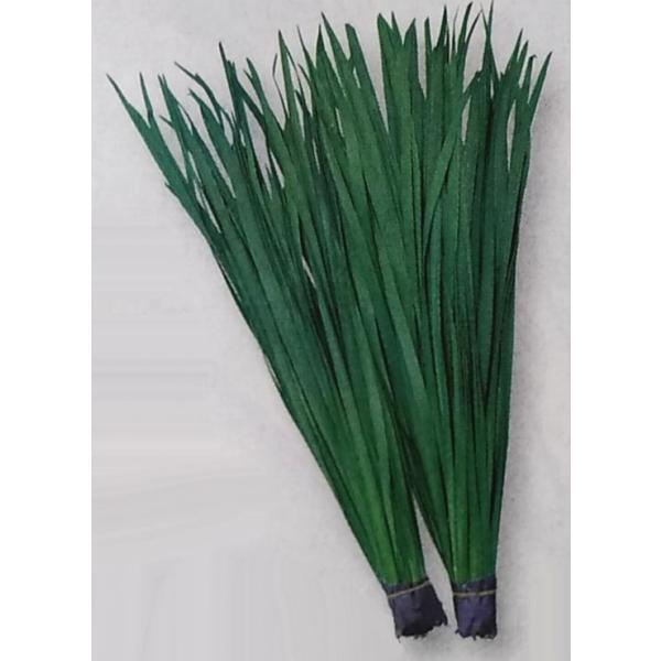 ニラ種 広巾にら 13ml 栽培用 種子 韮 タキイ Ta Nir 002 光延農園 通販 Yahoo ショッピング