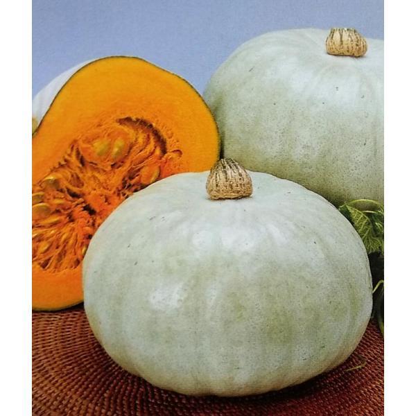 カボチャ種 ホワイトハロウィン 粒 栽培用 種子 南瓜 かぼちゃ トーホク Artandcraftidea Com
