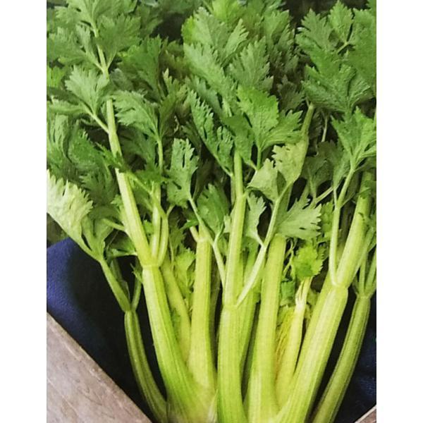 半額品 セルリー種 新コーネル619号 1dl 栽培用 種子 セロリ セルリ 生産者向け 安いそれに目立つ Bitcoinup Akbidbungakalimantan Ac Id