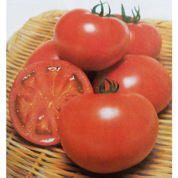69％以上節約 大玉トマト桃太郎ネクスト1000粒 タキイ種苗 