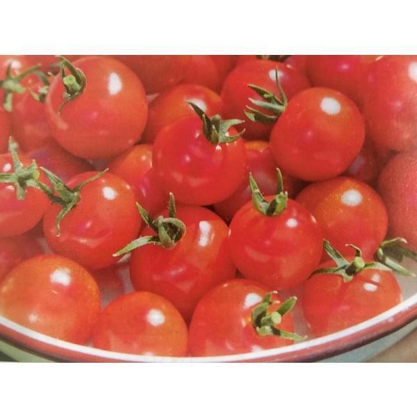 ミニトマト種　CF千果　(1000粒)　[栽培用 種子 生産者向け][農林水産省登録品種 品種名：TTM019]