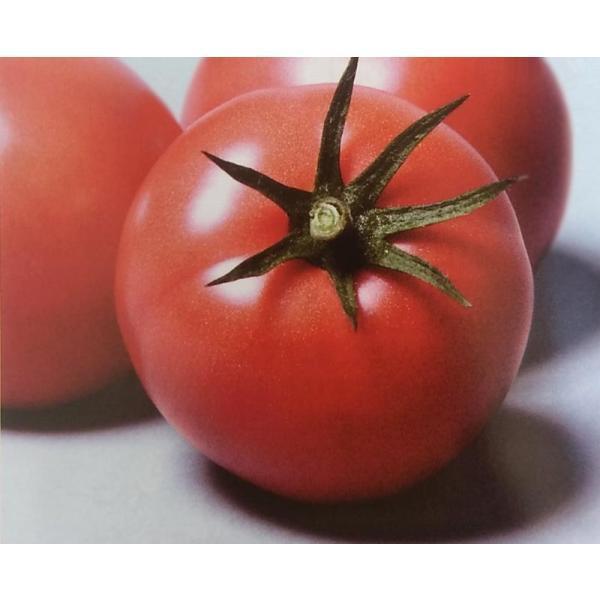 トマト種　麗月　PRIMAX種子（1000粒）[栽培用 種子 生産者向け サカタ]