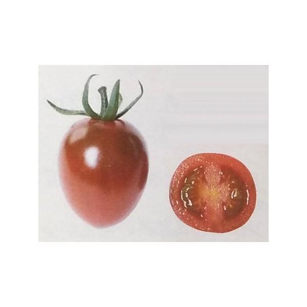 ネット通販売 ミニトマト種 ジーナ Primax種子 100粒 栽培用 種子 Makesweets Line Up 生産者向け サカタ 大阪サイト Ssl Daikyogo Or Jp