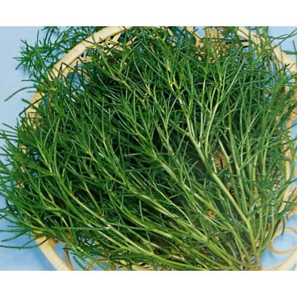 オカヒジキ種 トーホク種苗のオカヒジキ 1l 栽培用 種子 おかひじき アカザ 生産者向け Ta Ta 052 B 光延農園 通販 Yahoo ショッピング