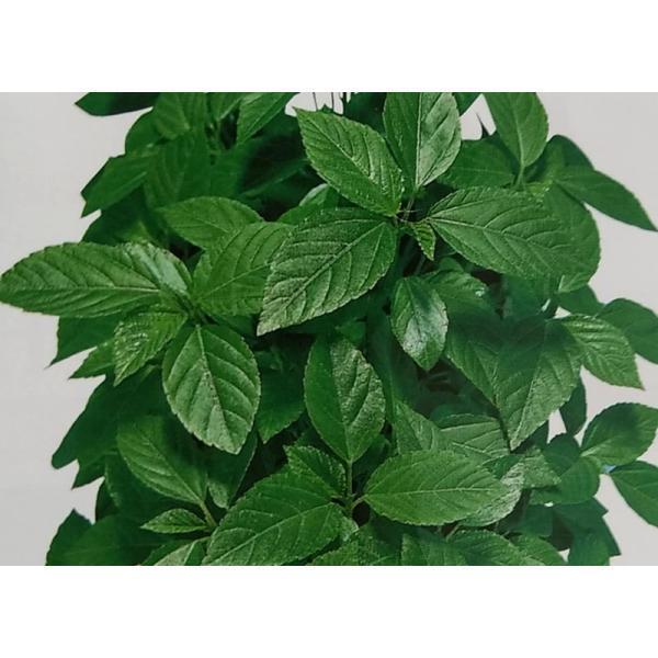 セール開催中最短即日発送 トーホク 野菜の種 種子 モロヘイヤ 種 追跡可能メール便発送 全国一律370円 Riosmauricio Com
