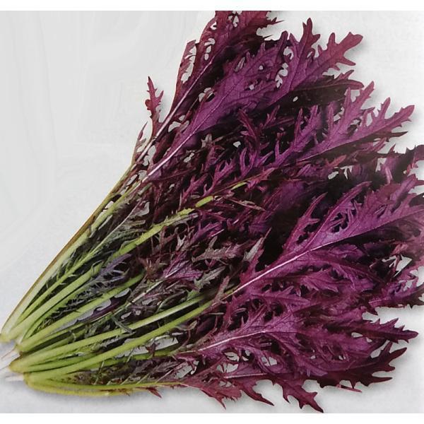 カラシナ種 コーラルリーフ プルーム 6ml 栽培用 種子 からし菜 マスタード 農林水産省登録品種 品種名 Ttk456 Ta Ta 073 光延農園 通販 Yahoo ショッピング