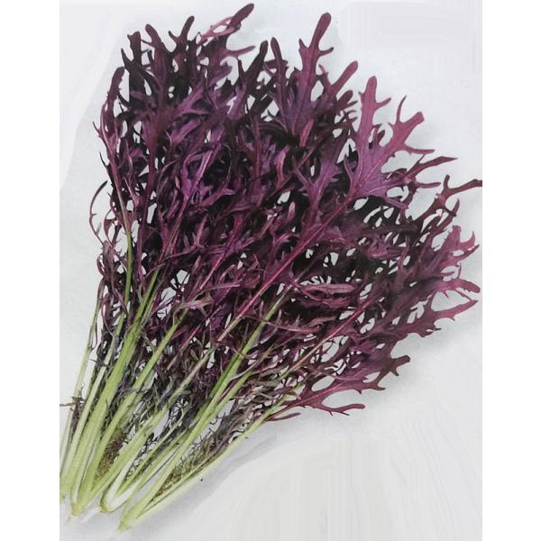 カラシナ種 コーラルリーフ フェザー 6ml 栽培用 種子 からし菜 マスタード 農林水産省登録品種 品種名 Ttk457 Ta Ta 074 光延農園 通販 Yahoo ショッピング