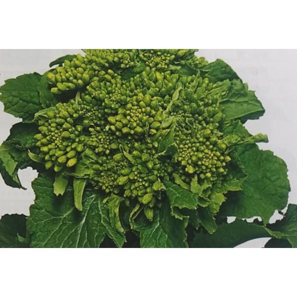 ツケナ種 伏見ちりめん 2dl 栽培用 種子 ナバナ 菜花 つけな 漬け菜 生産者向け トーホク Ta Ta 086 B 光延農園 通販 Yahoo ショッピング