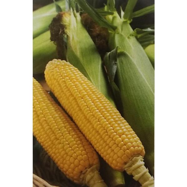 最新人気 野菜の種 種子 クリスピーホワイト とうもろこし トウモロコシ 0粒 メール便発送 サカタのタネ 種苗 1月上旬頃より発送