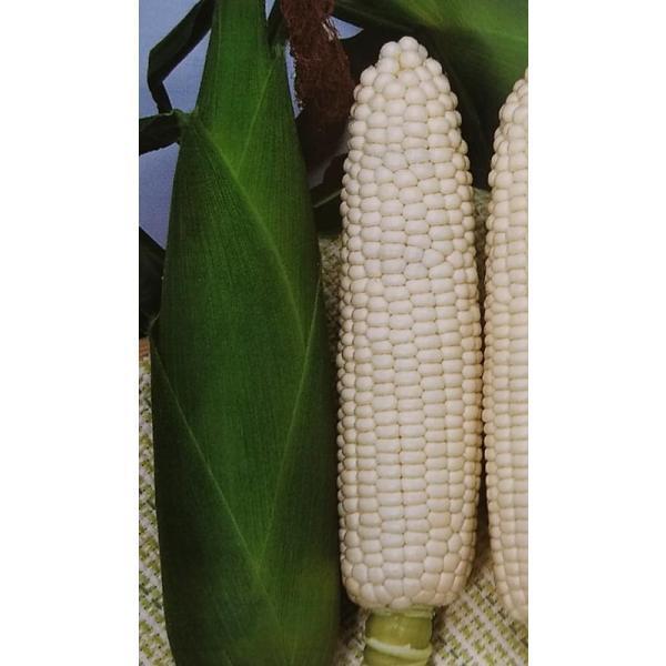 トウモロコシ種 F1 雪の妖精 100粒 栽培用 種子 とうもろこし 玉蜀黍 スイートコーン トーホク