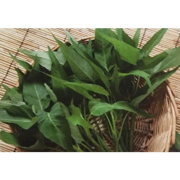 エンサイ種 タキイのエンサイ 13ml 栽培用 種子 アサガオ菜 空心菜 中国野菜種 タキイ Ta Ty 007 光延農園 通販 Yahoo ショッピング