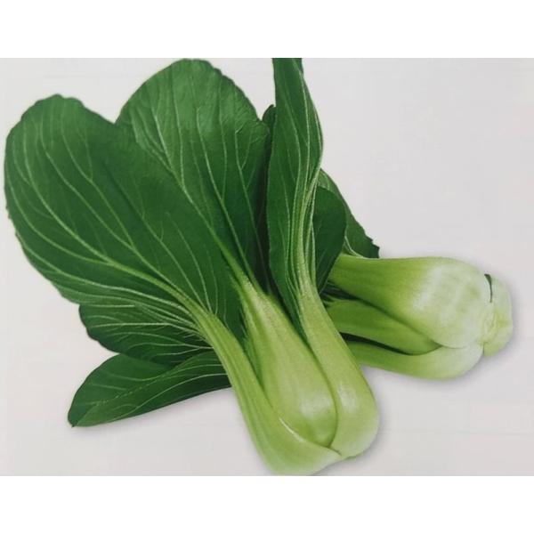 中国野菜チンゲンサイ武帝 2ｄｌサカタのタネ