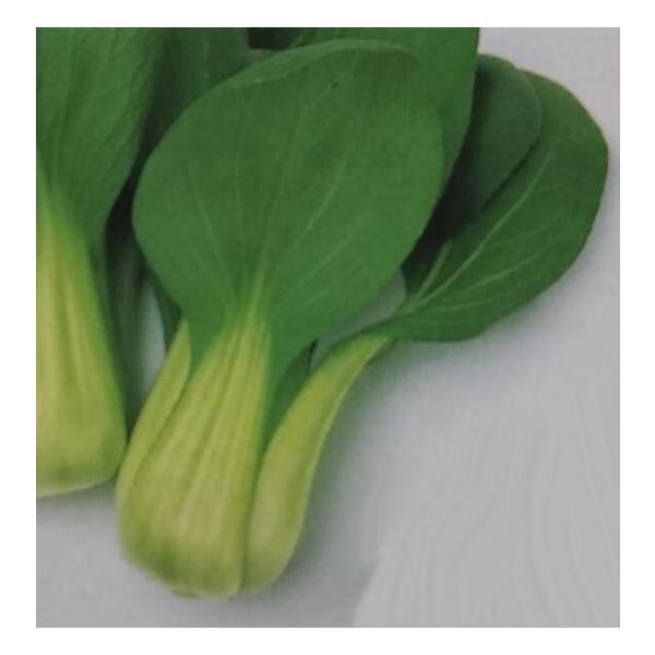 チンゲンサイ種 青冴 花 ガーデニング 2dl 栽培用 種子 栽培用 ちんげんさい 青