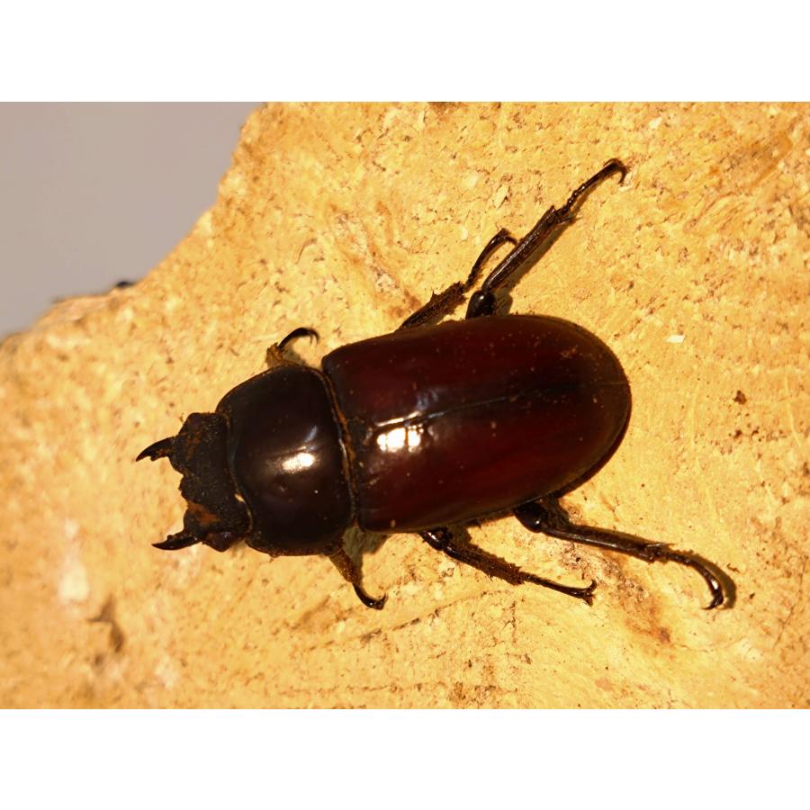 アローコクワ原名亜種59ミリペア : カブクワミツノロ - 通販 - Yahoo