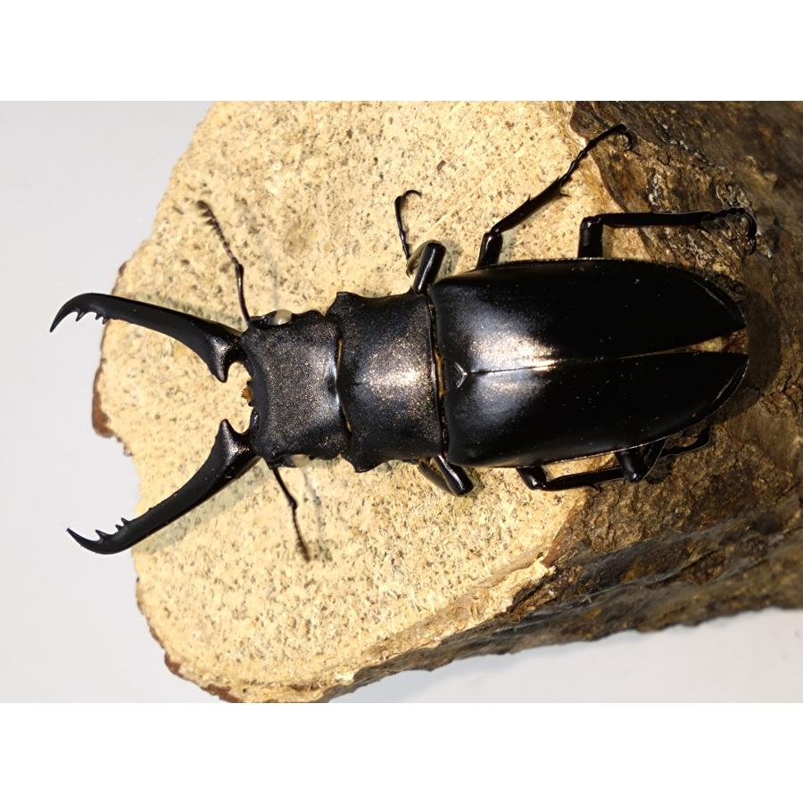 ホワイトアイ ケイスケギラファノコギリクワガタ ペア ホワイトアイ ケイスケギラファノコギリクワガタ ペア