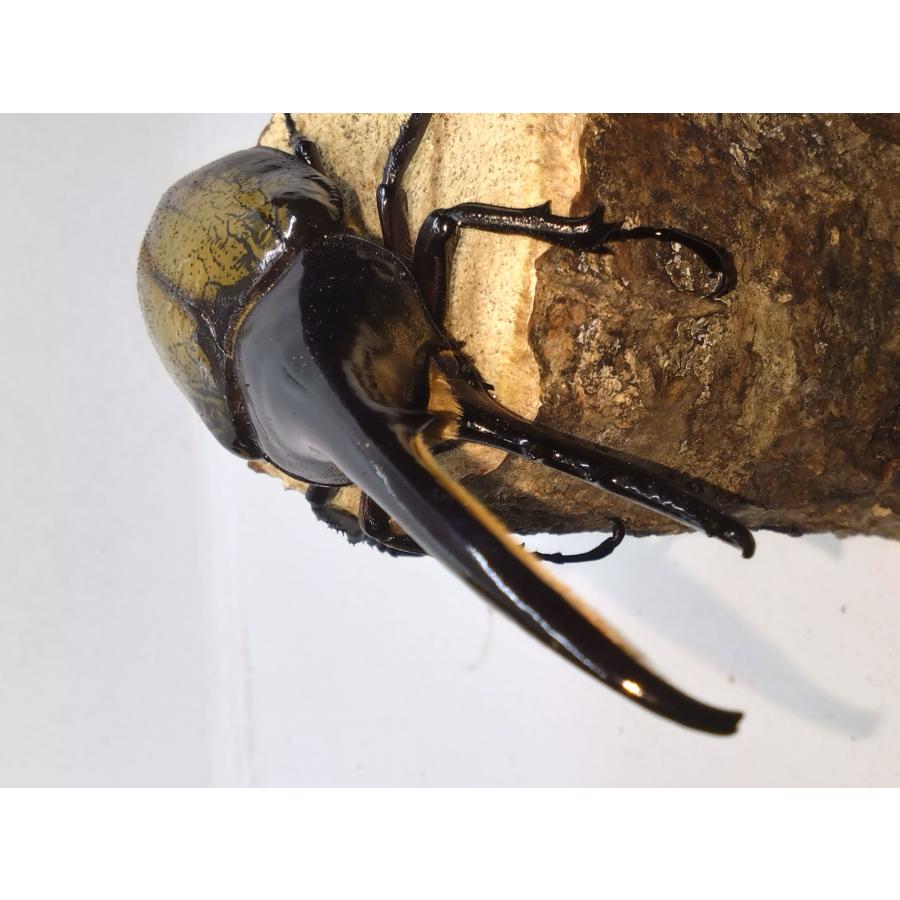 ヘラクレスオオカブト145ミリペア : カブクワミツノロ - 通販 - Yahoo 