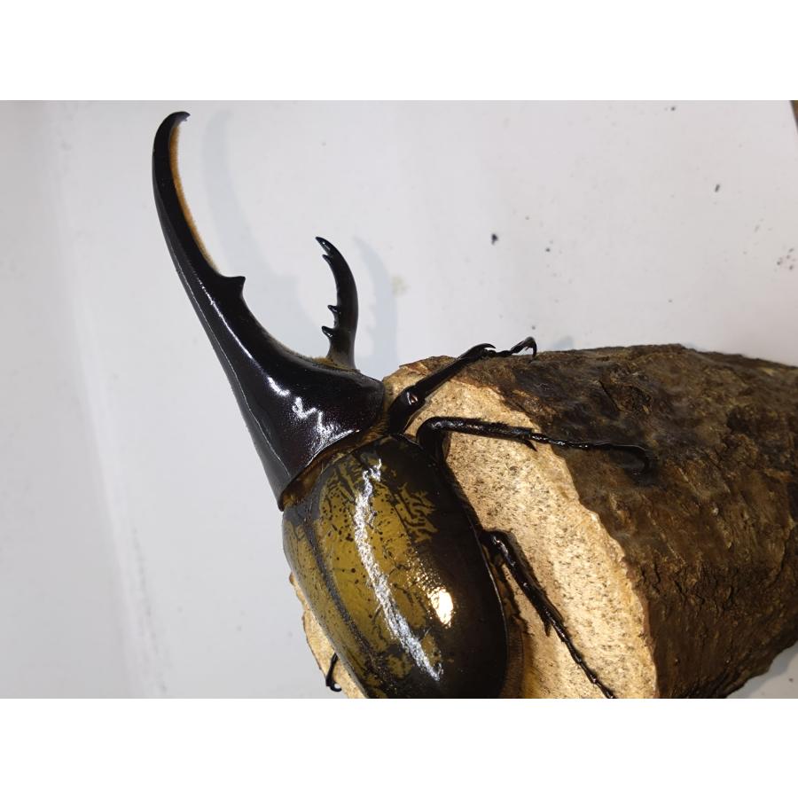 ヘラクレスオオカブト145ミリペア : カブクワミツノロ - 通販 - Yahoo 