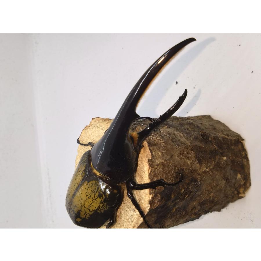 ヘラクレスオオカブト145ミリペア : カブクワミツノロ - 通販 - Yahoo 