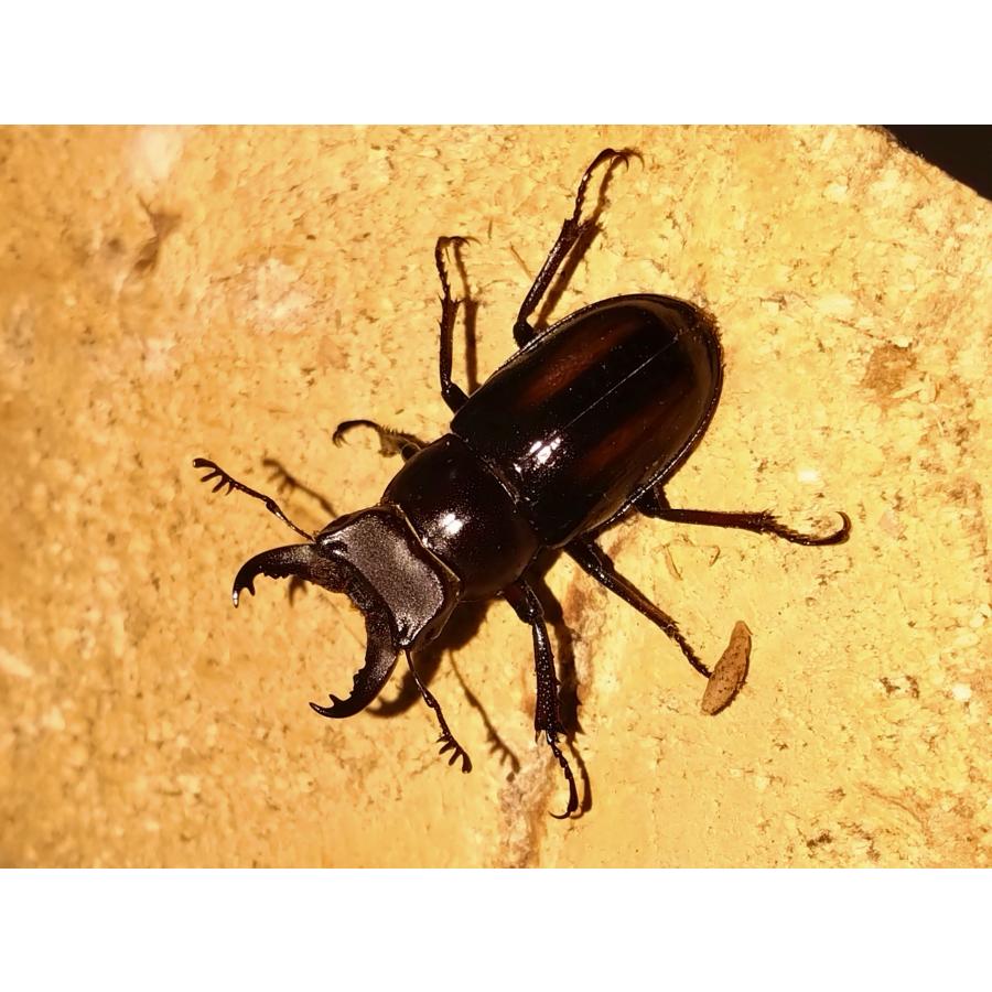 売約済み】ミクラミヤマ ペア ♂黄紋（御蔵島産）ミクラミヤマクワガタ