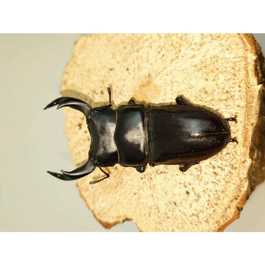 オオクワガタ60ミリペア : カブクワミツノロ - 通販 - Yahoo!ショッピング