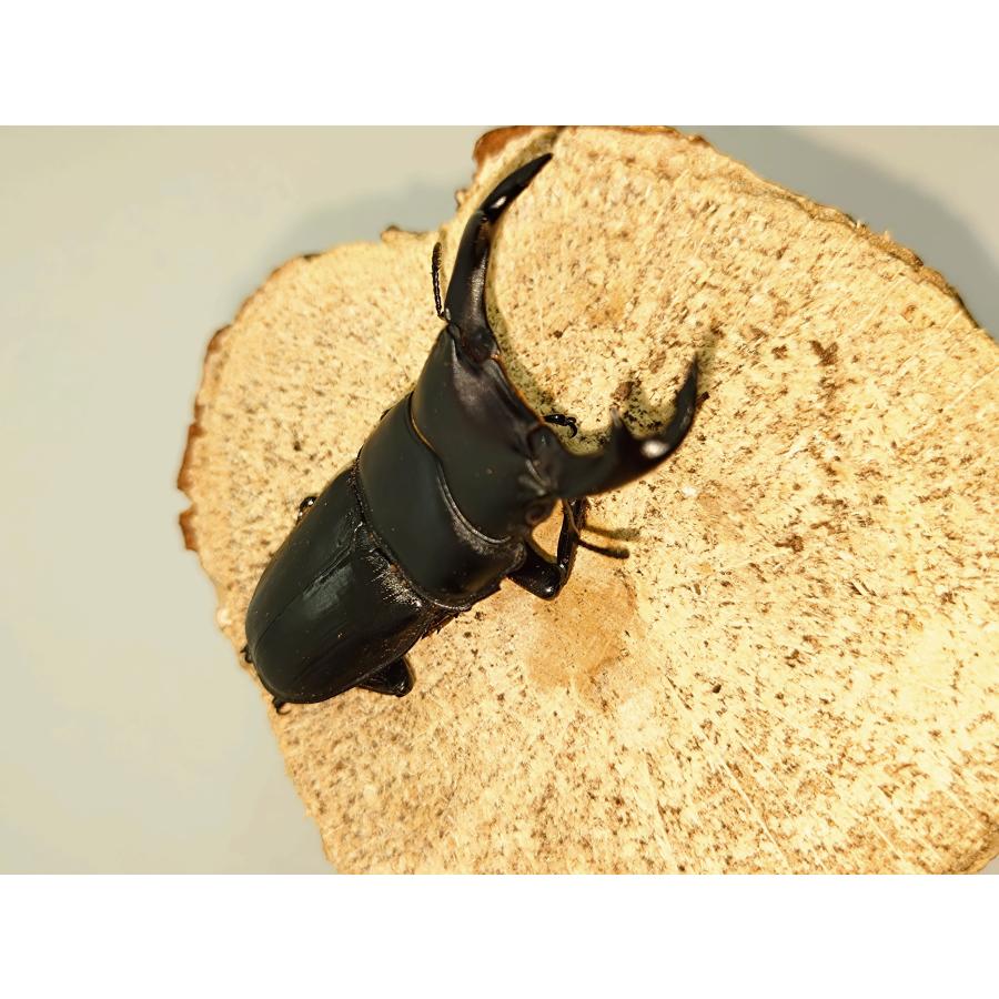 オオクワガタ60ミリペア : カブクワミツノロ - 通販 - Yahoo!ショッピング