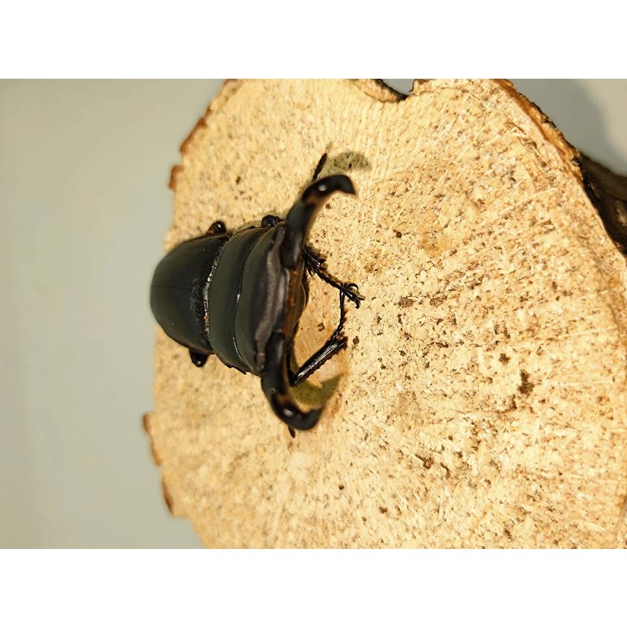オオクワガタ60ミリペア : カブクワミツノロ - 通販 - Yahoo!ショッピング
