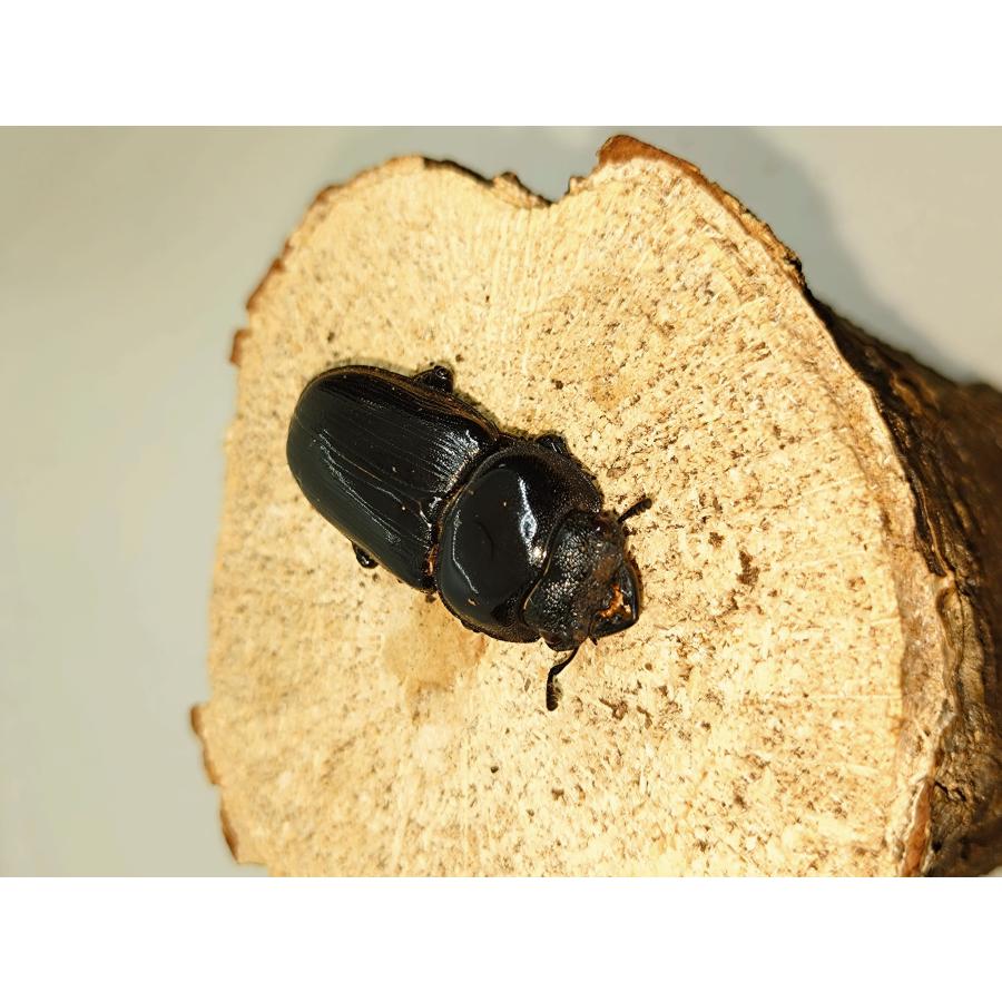 オオクワガタ60ミリペア : カブクワミツノロ - 通販 - Yahoo!ショッピング