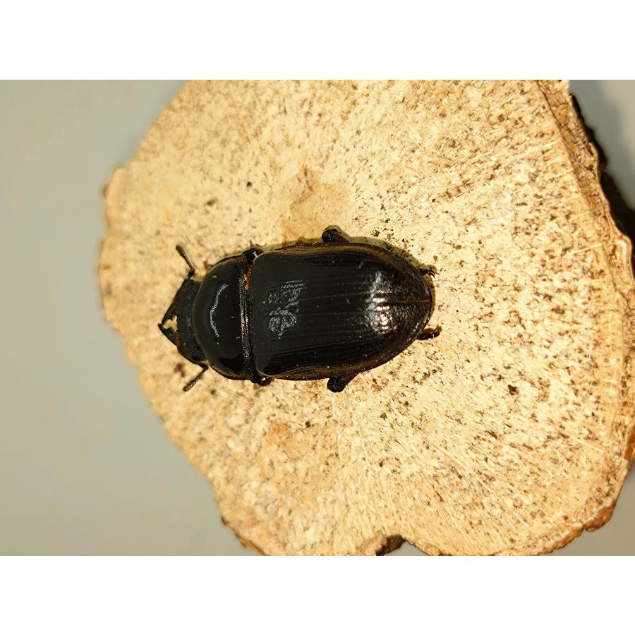 オオクワガタ60ミリペア : カブクワミツノロ - 通販 - Yahoo!ショッピング