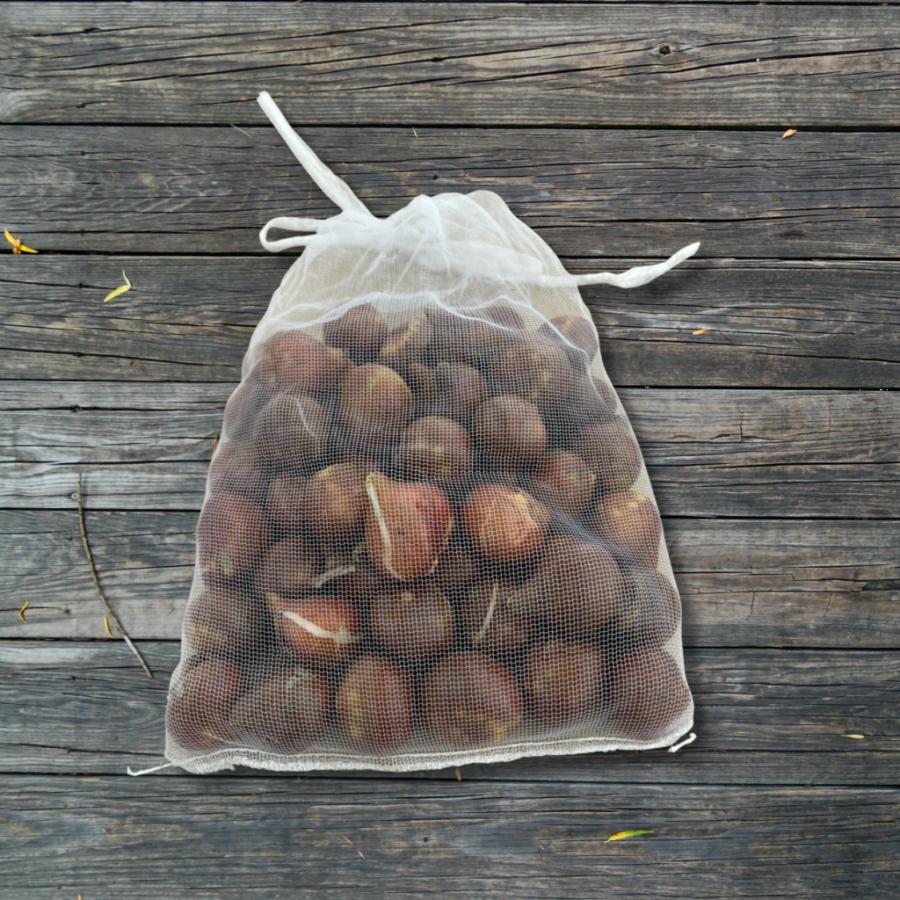 2025年産 オランダ直輸入】チューリップ 球根 混合 咲き方ミックス 大