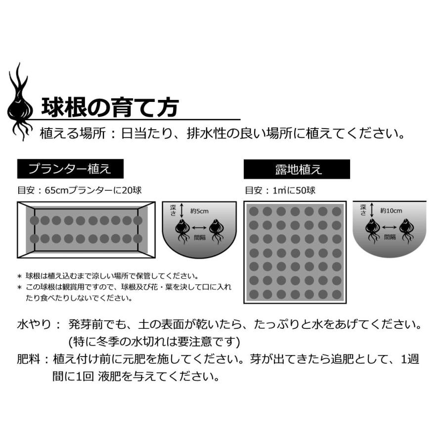 2025年産 オランダ直輸入】チューリップ 球根 混合 咲き方ミックス 大