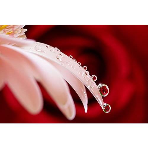 【ラスト1点】 ソニー ミラーレス一眼 α7 II ズームレンズキット FE 28-70mm F3.5-5.6 OSS ILCE-7M2K 【UOI1981069103】(70833円)