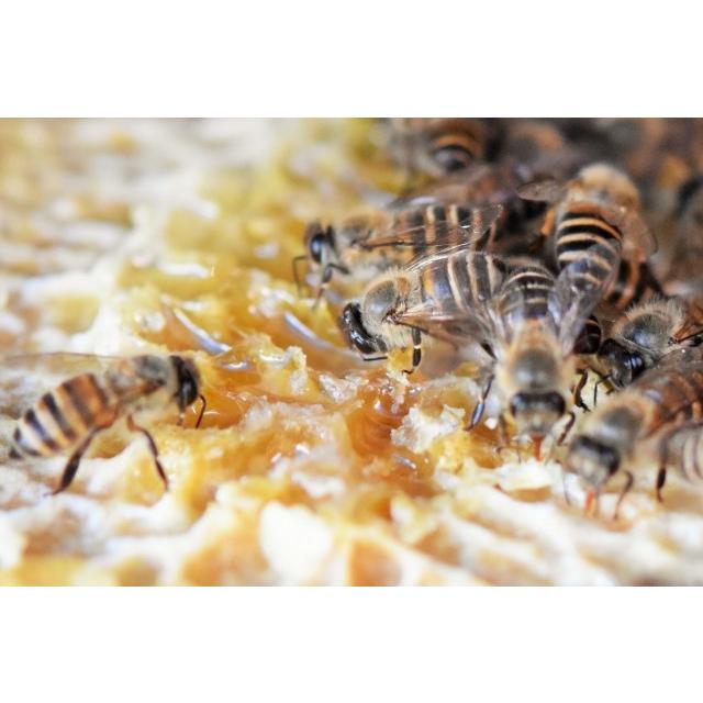 国産 非加熱のはちみつ 百花蜂蜜 日本みつばちの天然はちみつ 250ｇ