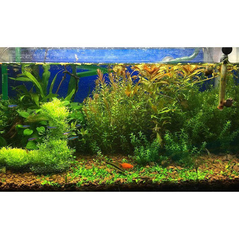 超可爱の 水質管理 Aqua 炭酸カリウム 無水 50g Ph調整 水草 肥料 成長促進 コケ 苔の抑制 Www Virginiawaldenford Com