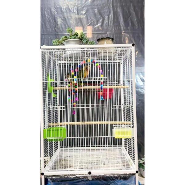 クリアアクリル鳥かご 複数飼い大型インコ ケージ セキセイインコゴザ