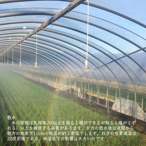 カット小ネギ 福岡県産1kg : ねぎのむらかみ - 通販 - Yahoo!ショッピング