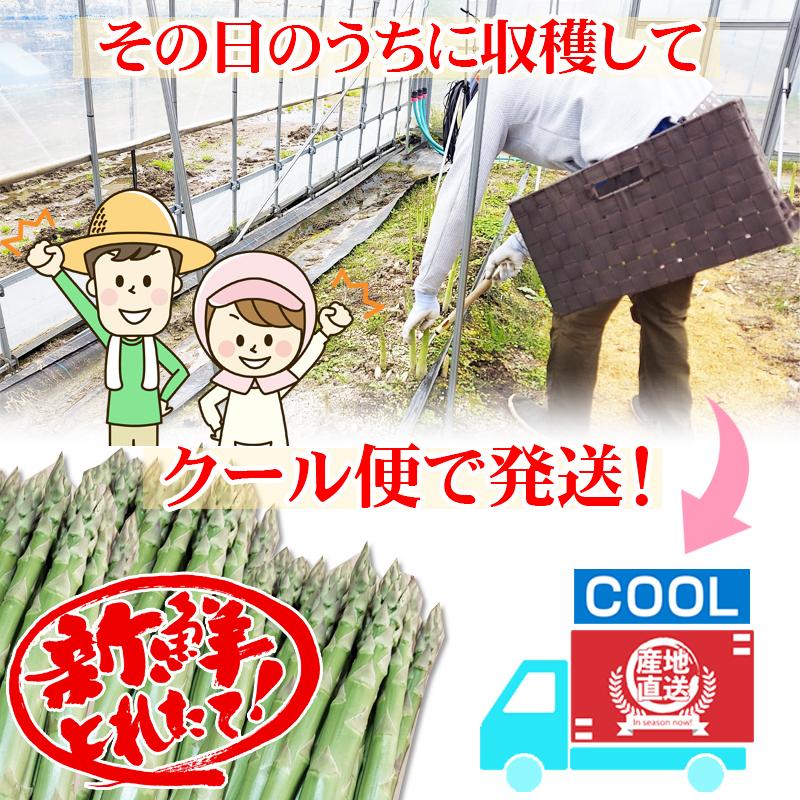 信州産　アスパラガス　Lサイズ　6kg　クール便発送 アスパラガス 中サイズ 1kg 1本あたり20g 福島県喜多方産 田中農園