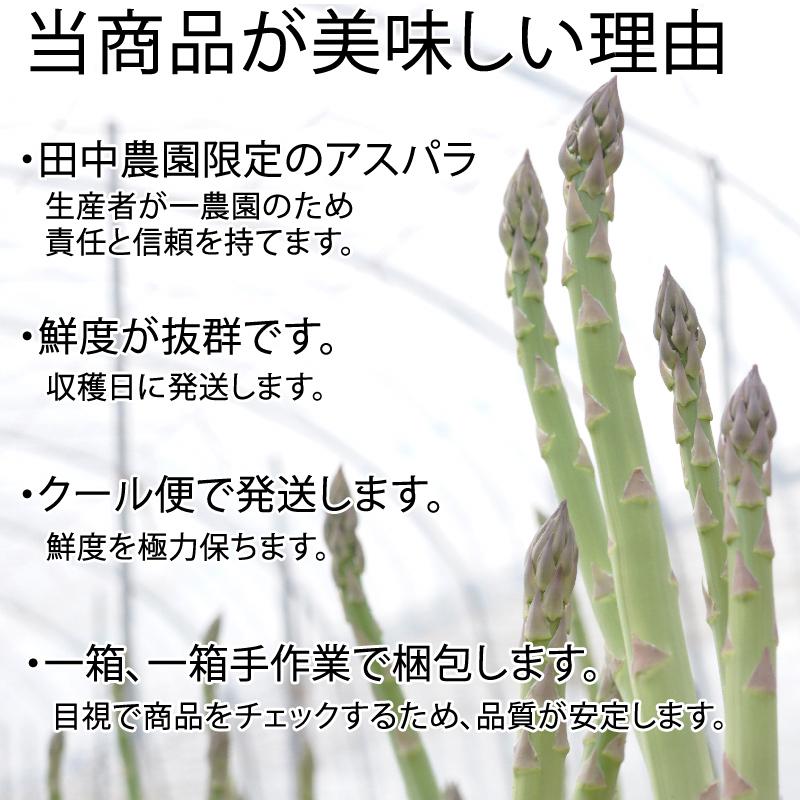 アスパラガス 中サイズ 600g 1本あたり約20g 福島県喜多方産 田中農園