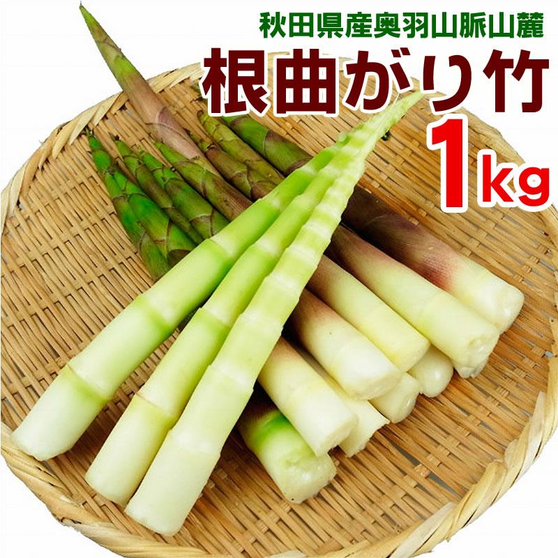 予約販売 7月10日頃発送予定 山菜 根曲がり竹 1kg 秋田県奥羽山麓 天然