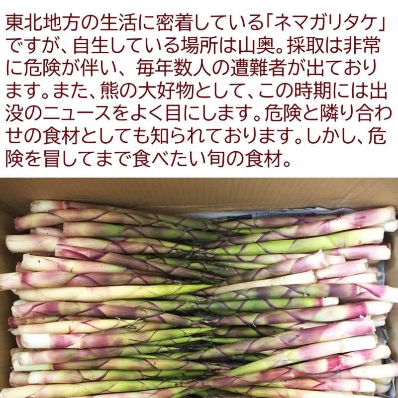 予約販売 7月10日頃発送予定 山菜 根曲がり竹 1kg 秋田県奥羽山麓 天然