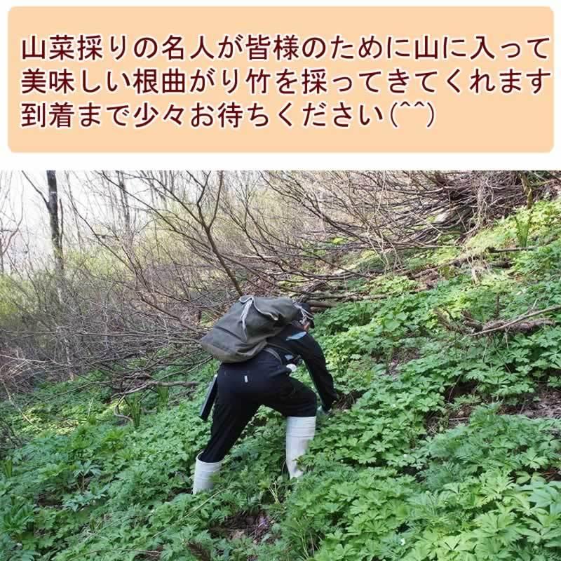 予約販売 7月10日頃発送予定 山菜 根曲がり竹 1kg 秋田県奥羽山麓 天然