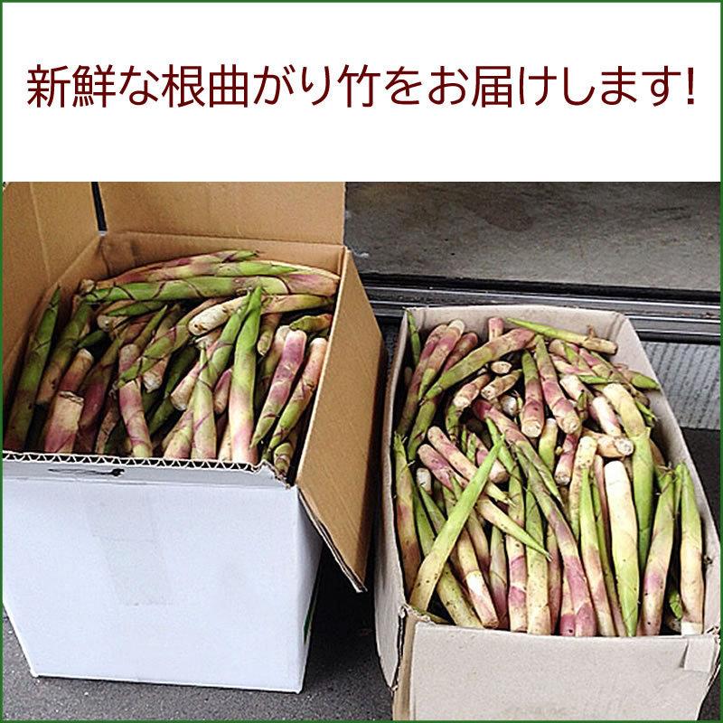 予約販売 7月10日頃発送予定 山菜 根曲がり竹 3kg 秋田県奥羽山麓 天然