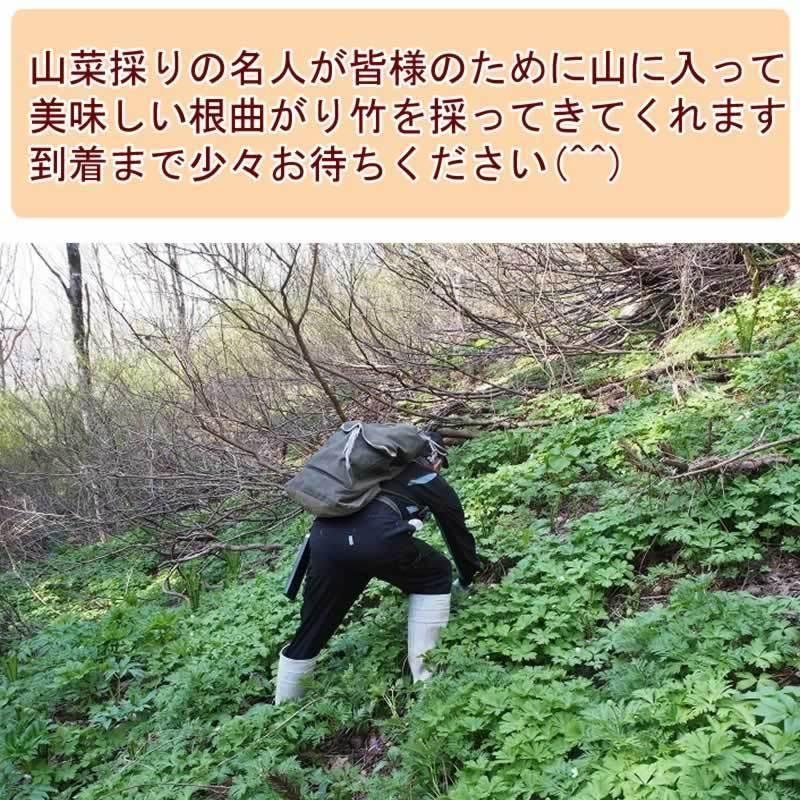 予約販売 7月10日頃発送予定 山菜 根曲がり竹 5kg 秋田県奥羽山麓 天然