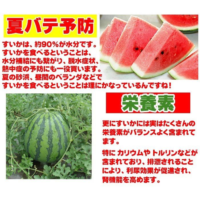 予約販売 7月下旬から8月上旬に順次出荷 朝採り絶品 大玉 4Lサイズ
